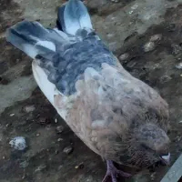 کبوتر کله ای|پرنده|شبانکاره, |دیوار