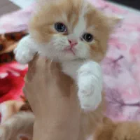 گربه های خانگی