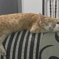 گربه خانگی نر