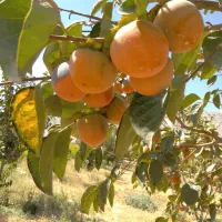 اجاره و خرید میوه  . خرمالوهلو .سیب.انار.|خدمات باغبانی و درختکاری|شیراز, تاچارا|دیوار