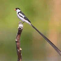 فنچ وایدا نر(مرغ بهشتی)