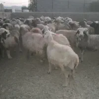 ۸۰راس شیشک میش ترکی بختیاری آبستن و بره دار