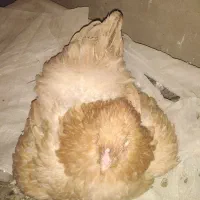 مرغ کرچ برهما بوف