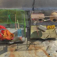 دو عدد قفس پرنده همراه با لونه و دون خوری و آبخوری|لوازم جانبی حیوانات|جم, |دیوار