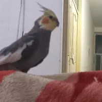 گم‌شدن عروس هلندی