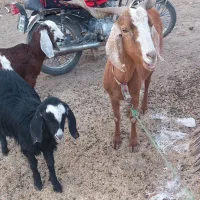 مراوه تپه گوگدره|حیوانات مزرعه|مراوه, |دیوار