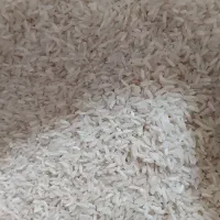 برنج فجر