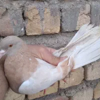 کفتر پرشی|پرنده|قم, باغ شازده|دیوار