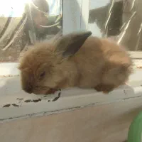 خرگوش لپ|موش و خرگوش|ملارد, |دیوار