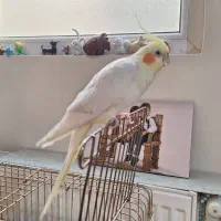 عروس هلندی نر و ماده