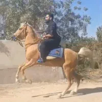 پانسیون اسب ، سوارکاری تفریحی ، آموزش سوارکاری|اسب و تجهیزات اسبسواری|ری, فیروزآباد|دیوار