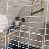 طوطی برزیلی مولد|پرنده|فردیس, نسترن غربی|دیوار