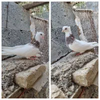 کفتر طوقی|پرنده|میناب, |دیوار