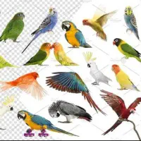 خ انواع پرنده از سرلاکی تا مولد