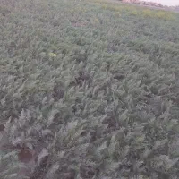 کاشت هویج|خدمات باغبانی و درختکاری|مهاباد (آذربایجان غربی), |دیوار