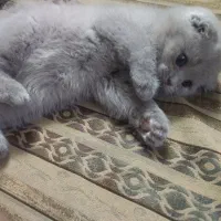 یه قلاده بریتیش اسکاتیش تریپل فولد لیلاک نر|گربه|مشهد, کوثر|دیوار