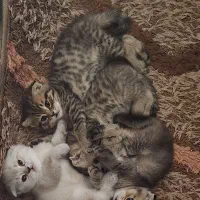 گربه اسکاتیش و اسفینکس|گربه|جیرفت, |دیوار