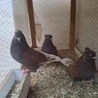 جفت سرخ