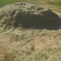 فروش کاه یونجه  چین ۲ و ۳