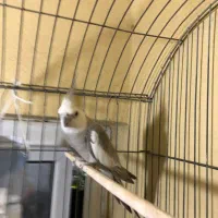 عروس هلندی وایت فیس سیلور|پرنده|بندرعباس, |دیوار