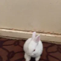 خرگوش گمشده|حیوانات|یاسوج, |دیوار