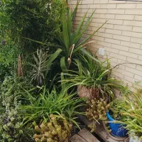 فروش تعدادی گل آپارتمانی