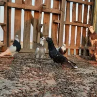 رنگی و شهری زرنگ|پرنده|اهرم, |دیوار