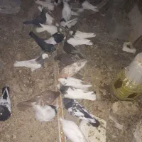 انواع کفتر کله،دم و سینه و طوق|پرنده|اقلید, |دیوار