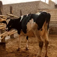 تلیسه شکم دوم ابستن 9ماه