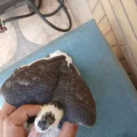 دوکت سیاه خال پشتی ۳به۳|پرنده|شیراز, ترمینال باربری|دیوار