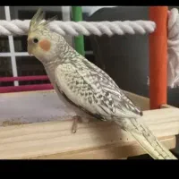 عروس هلندی لوتینو