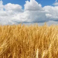 گندم دیم دست بر