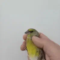 سهره سبز|پرنده|الشتر, |دیوار