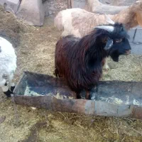 نربز و بزغاله نر