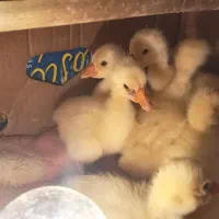 جوجه قو غاز