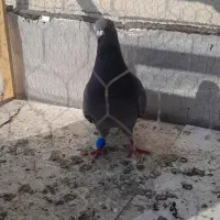 سبز المانی سرهال|پرنده|نگین شهر, |دیوار