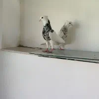 نرو ماده طوقی بسیار عالی|پرنده|ابهر, |دیوار