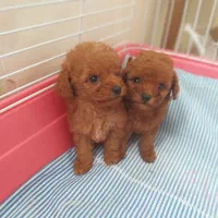 پودل ۲ ماهه|سگ|محمدشهر, محمدشهر|دیوار