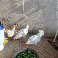 مرغ