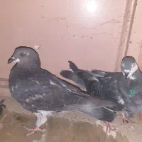 ده عدد کفتر برا نوبازی قیمت مناسب|پرنده|گلبهار, بیزکی|دیوار