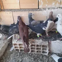 کفترپرشی|پرنده|تاکستان, |دیوار