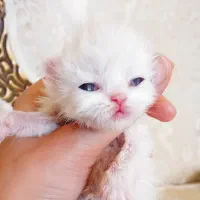 گربه اصیل چشم‌ابی