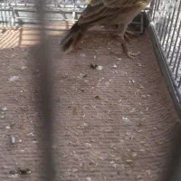 سهره  قناری