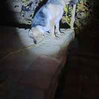 واگذاری رایگان سگ ژرمن ماده