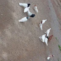 کبوتر|پرنده|خسروشاه, |دیوار