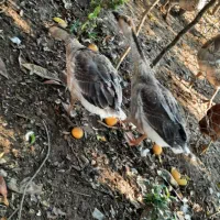 قوغاز اصیل|حیوانات مزرعه|رودسر, |دیوار