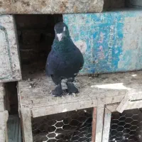 کبوتر