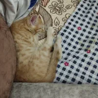 واگذاری رایگان بچه گربه