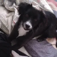 سگم گم شده|حیوانات|تربت‌حیدریه, یحیی آباد|دیوار