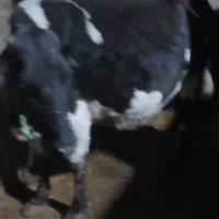 گاو سرابی جوان و صحرای